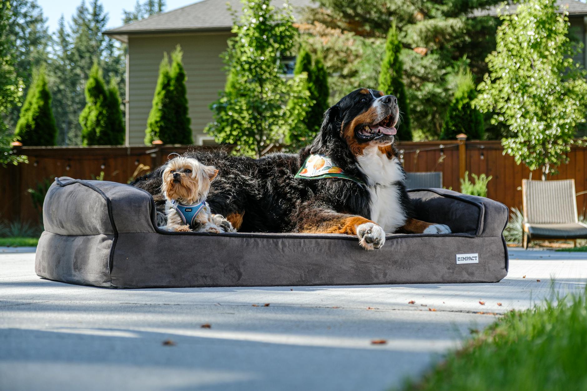 charming dogs relaxing on outdoor dog bed
