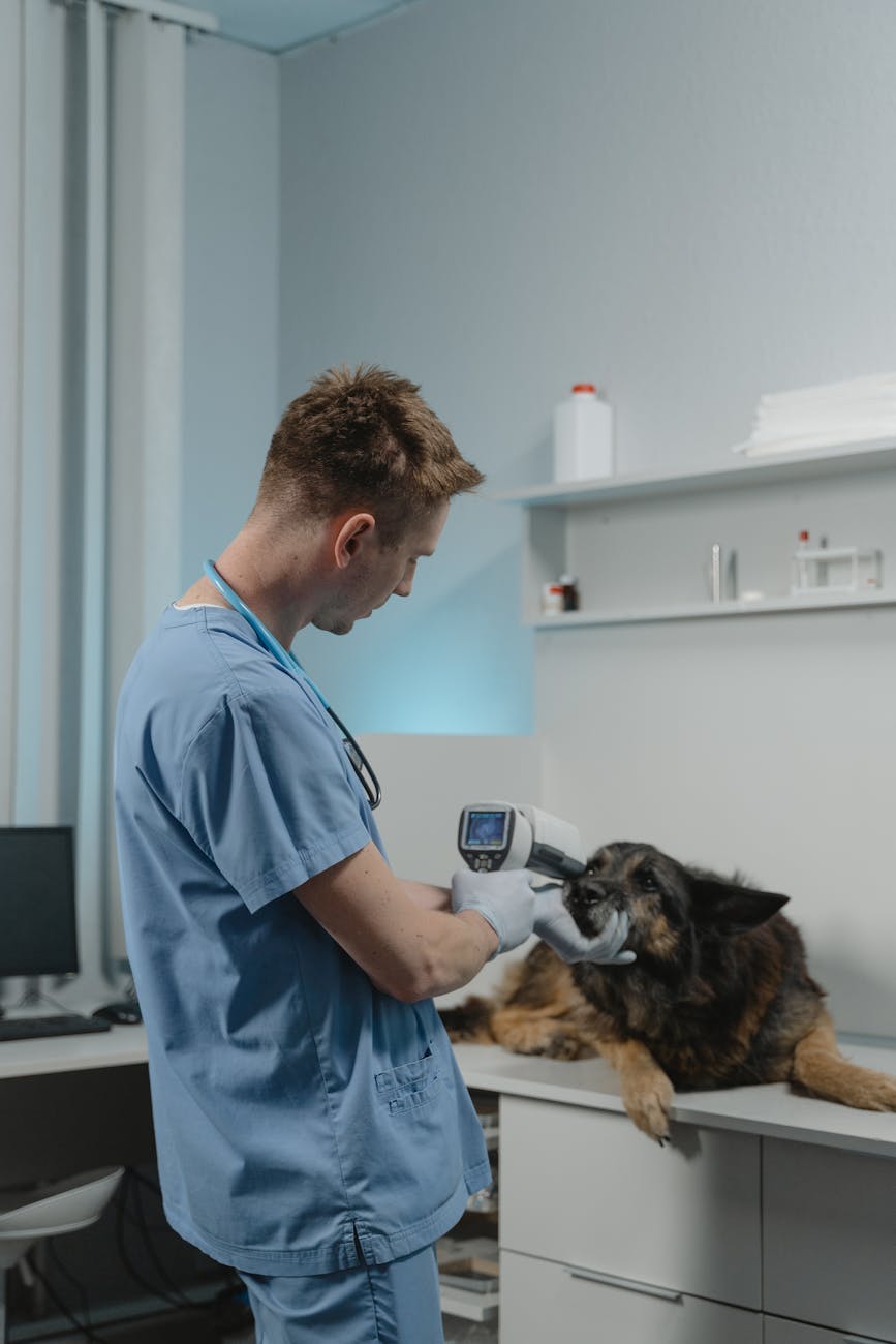 a veterinarian checking a dog using a diagnostic tool